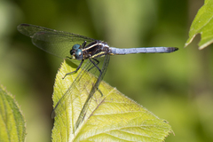 Dasythemis mincki
