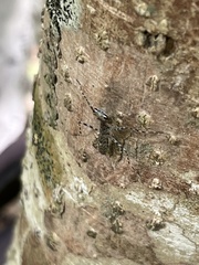 Liturgusa maya