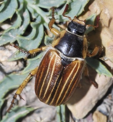 Amphimallon pini
