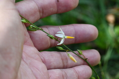 Echeandia parviflora