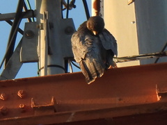 Falco peregrinus