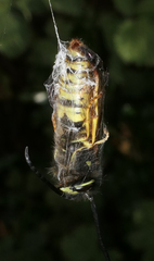 Vespula vulgaris