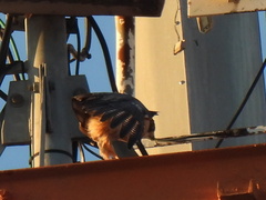 Falco peregrinus