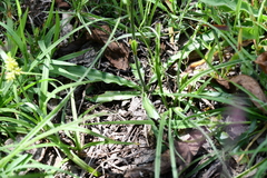 Echeandia parviflora