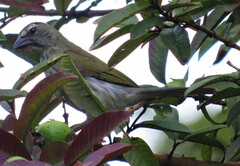 Saltator striatipectus