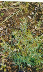 Trifolium angustifolium