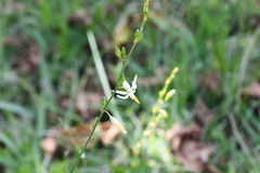 Echeandia parviflora
