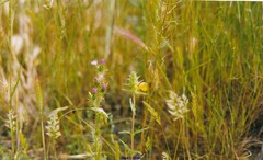 Hordeum murinum leporinum