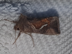 Macdunnoughia confusa