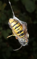 Vespula vulgaris