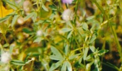 Trifolium arvense