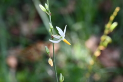 Echeandia parviflora