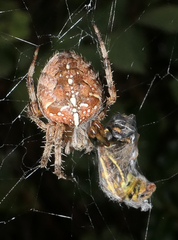 Araneus diadematus