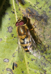 Syrphus