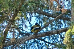 Coccothraustes vespertinus