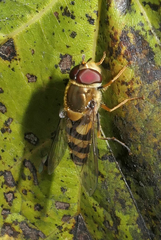 Syrphus