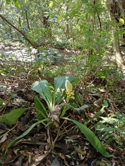 Calanthe speciosa