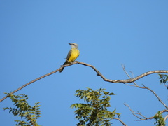 Tyrannus