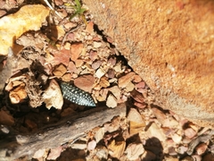 Julodis