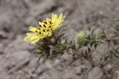 Centromadia parryi australis
