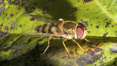 Syrphus
