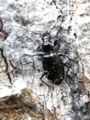 Platynini