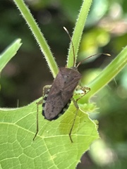 Hypselonotini
