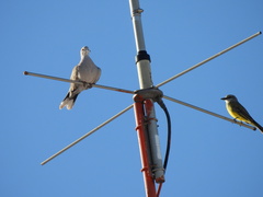 Streptopelia decaocto