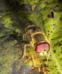 Syrphus