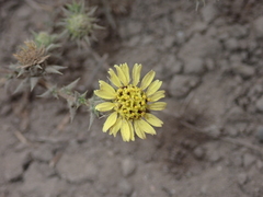 Centromadia parryi australis