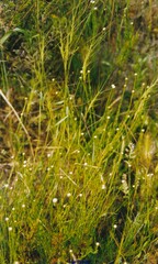 Santolina rosmarinifolia