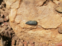 Julodis