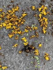 Xylocopa frontalis