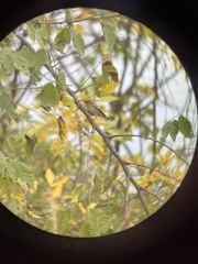 Setophaga castanea