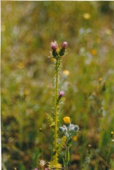 Carduus tenuiflorus