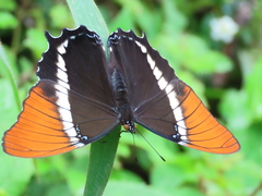 Siproeta epaphus