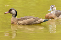 Amazonetta brasiliensis