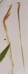 Festuca myuros
