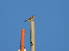 Falco sparverius