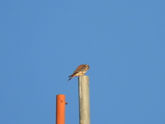 Falco sparverius