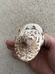 Chlorophyllum molybdites