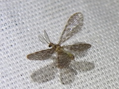 Nallachius americanus