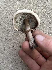 Chlorophyllum molybdites