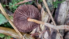 Leratiomyces ceres