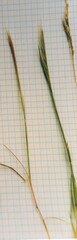 Festuca myuros