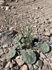 Eriogonum hoffmannii hoffmannii
