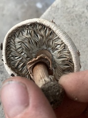 Chlorophyllum molybdites