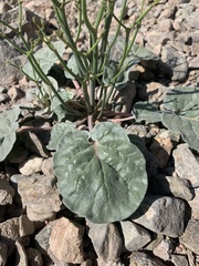 Eriogonum hoffmannii hoffmannii
