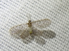 Nallachius americanus