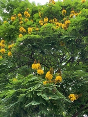 Cenostigma pluviosum